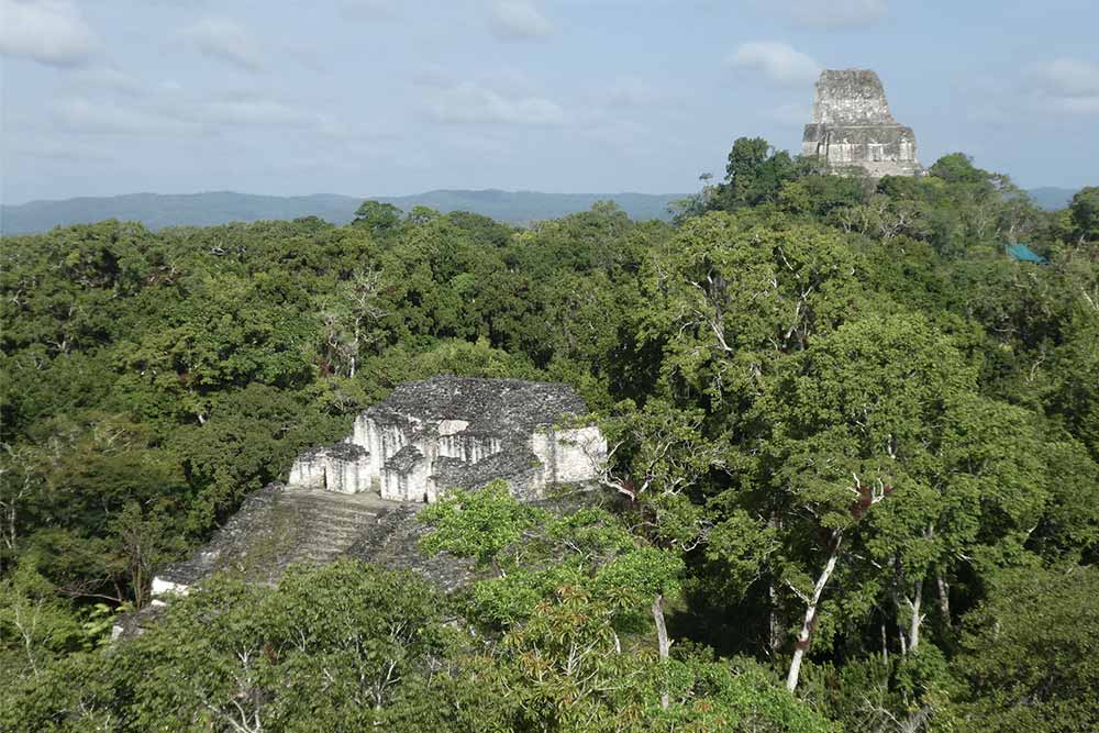 Temples poking out from the jungle on a sunny day with a clear blue sky.