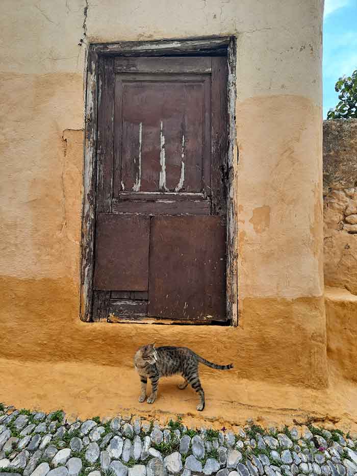  Gray-black cat in the old town of Rhodes