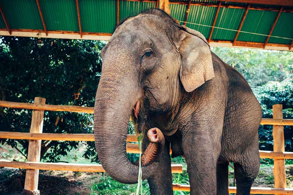 The elephant is eating its green leaves at Elephant Nature park