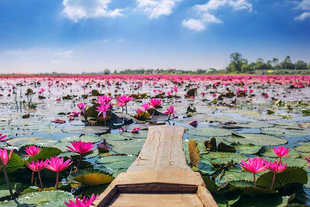Vibrant lotus flowers along the surface of the water, with the boat resting at the end in Talay Bua Daeng Lake