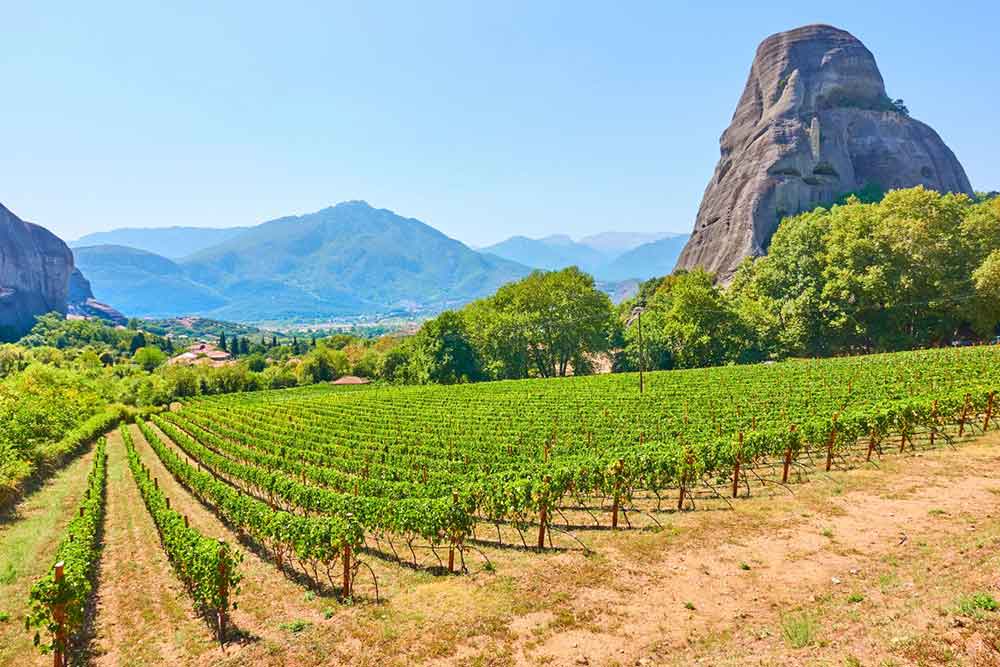 Vineyards in Thessaly, Greece, showcase orderly rows of grapevines surrounded by trees and a towering rock formation, offering a picturesque view of the mountains against a clear blue sky