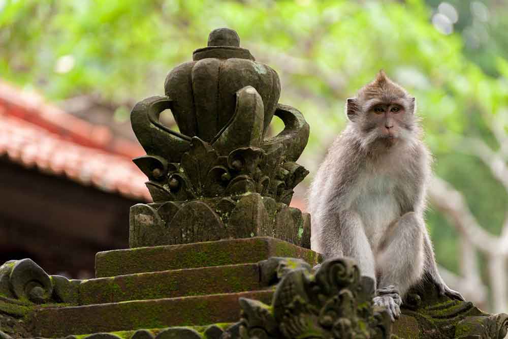 A monkey sitting on a top of a stone statue at Sacred Monkey Forest, Ubud