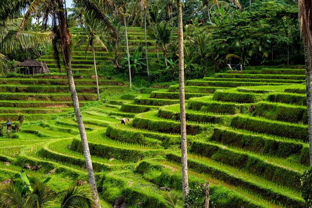 Beautiful vivid green Jatiluwih Rice field surrounded by a palm / coconut trees with a farmer planting on the rice field