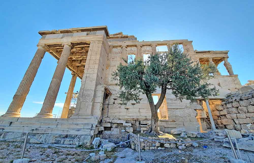Tour the Acropolis Without the Crowds: Pristine Parthenon Early Morning Acropolis Tour, Athens 1 The 2500-year-old olive tree stands in Acropolis under a clear blue sky