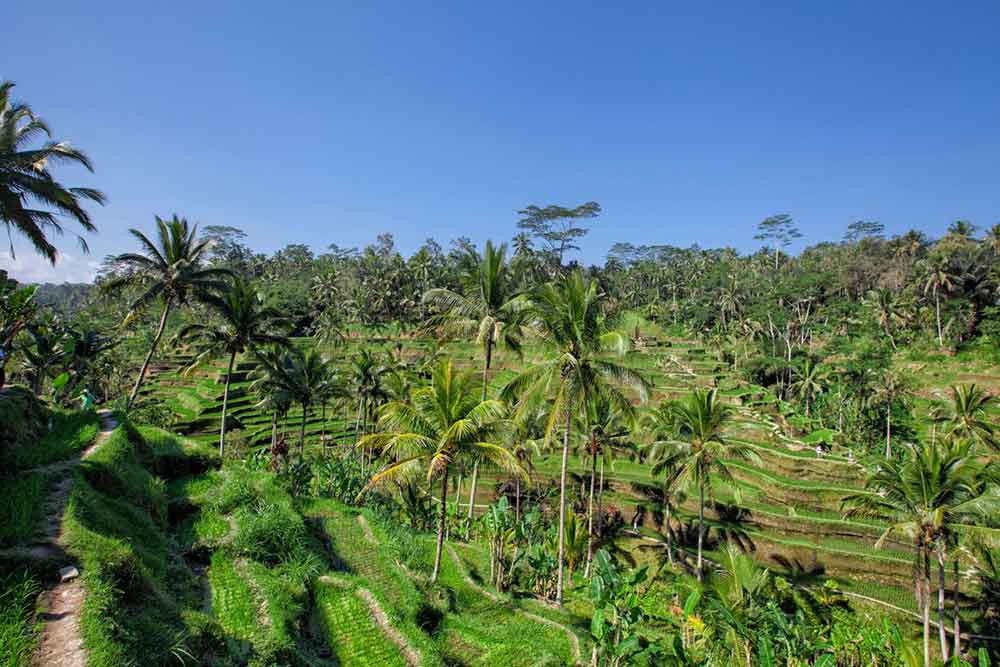 Rice Terraces in Ubud, Bali involving the Subak 