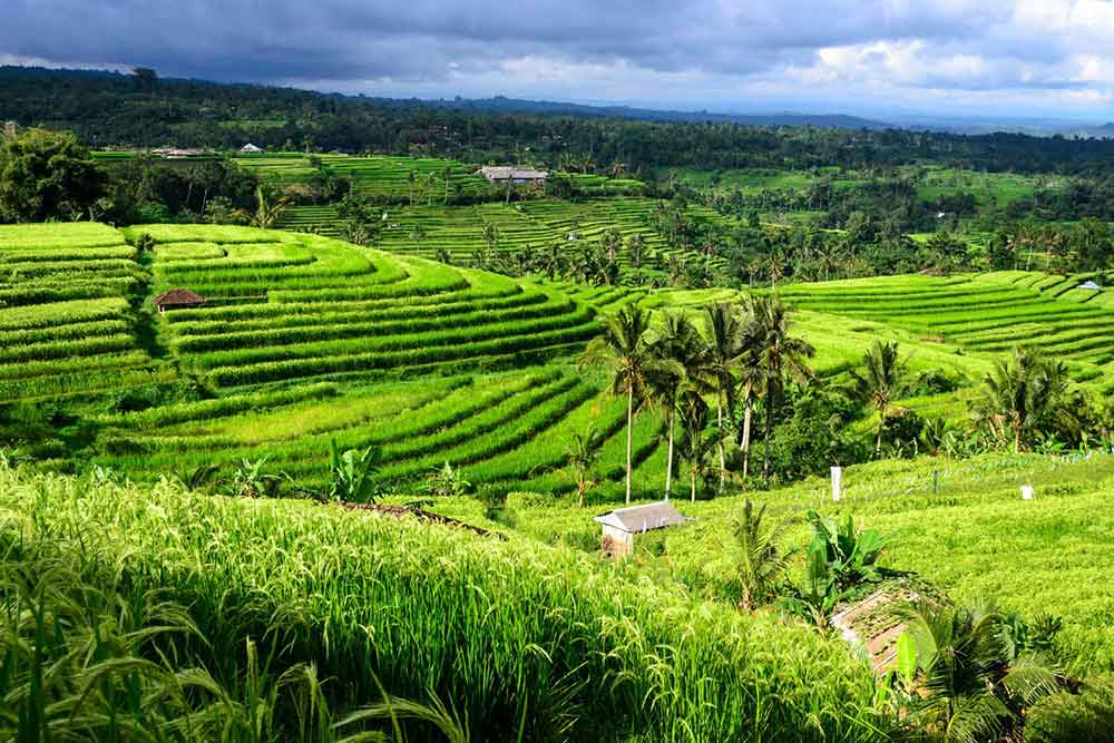 Jatiluwih Rice Terraces featuring a lush green rice paddies, coconut trees and view of the mountains