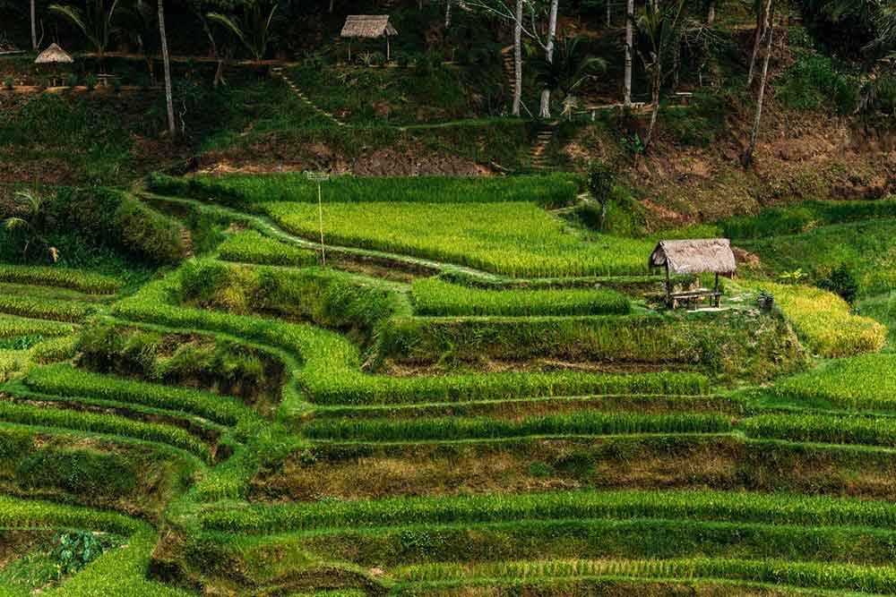 Tegalalang Rice Terraces in Bali 
