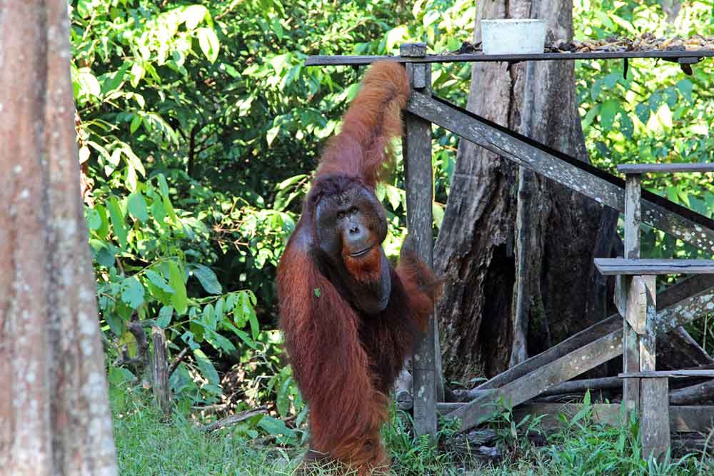 Orangutan hanging at the edge of the wood in Tanjung Puting National Park, Central Kalimantan