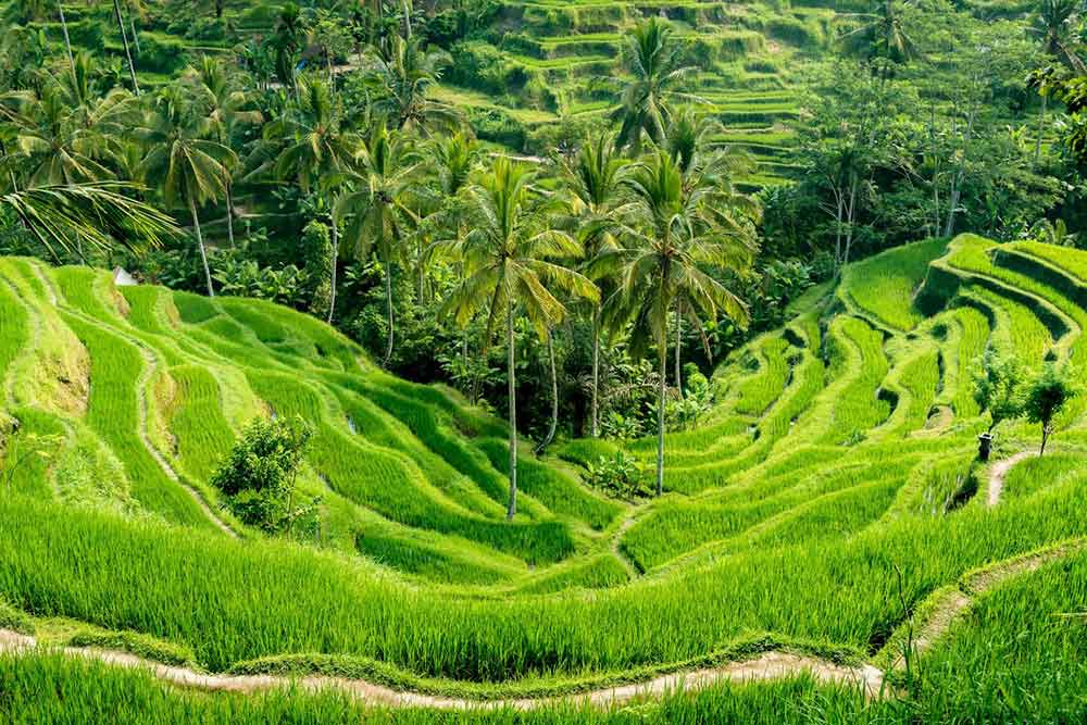 Tegallalang Rice Terraces, the emerald green rice paddies separated by narrow pathways lined with coconut trees