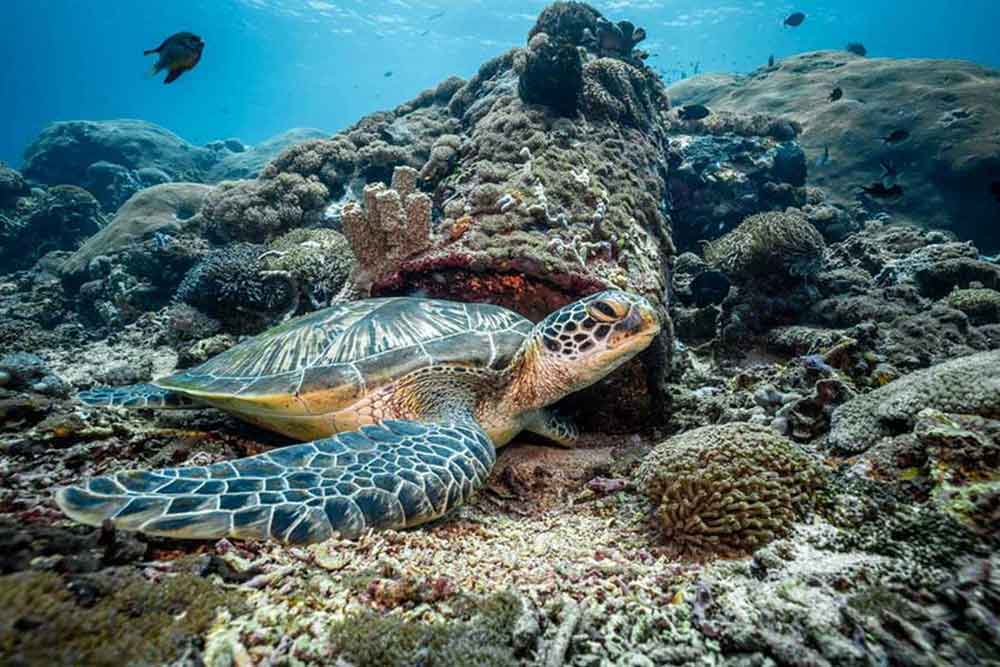 Turtle in a reef in Bali