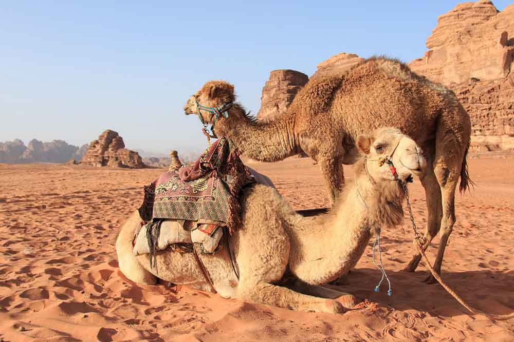 7 Best Wadi Rum Jeep Tours, Jordan: Choosing the Best 4x4 Wadi Rum Experience 8 One camel sitting and another one standing in the middle of Wadi Rum Desert, with a rock formation in the background