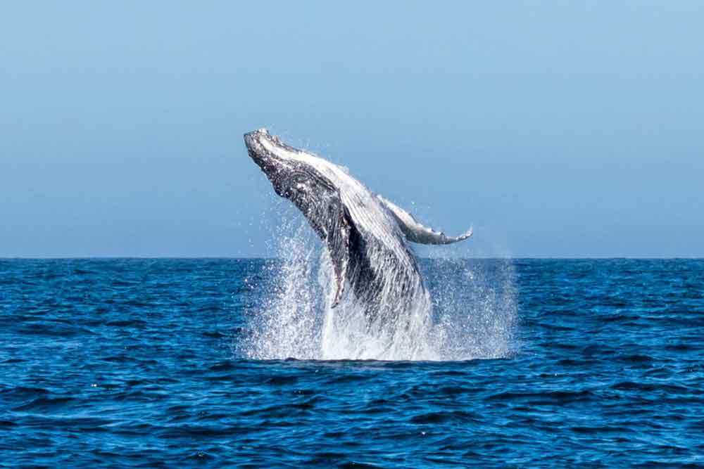 Whale Watching in Colombia’s Pacific -  Complete Guide to Watching Whales in Colombia 1