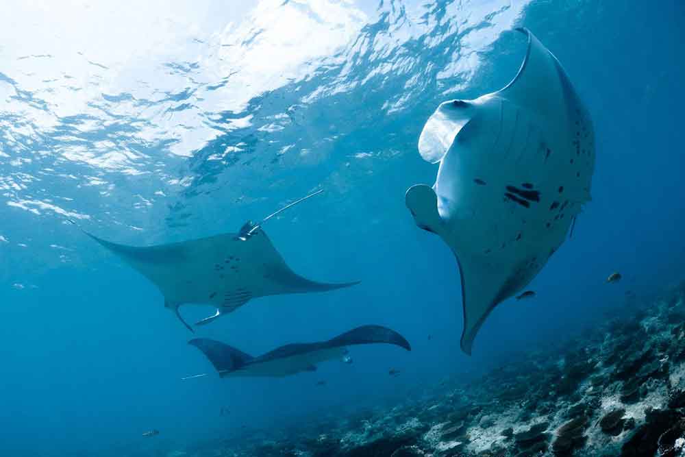 three manta rays in the ocean