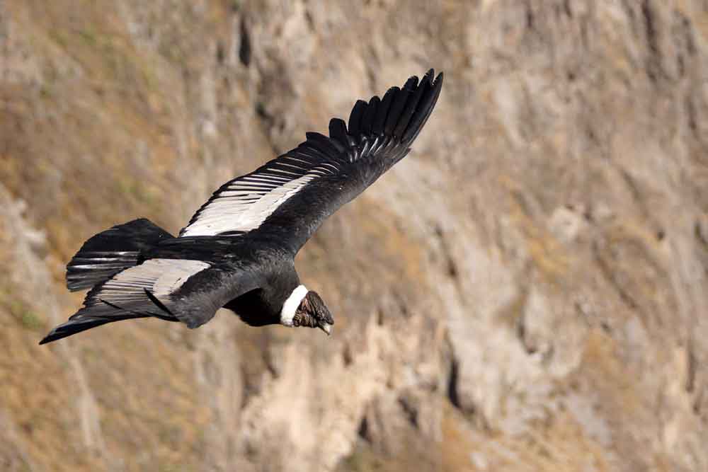 The Andean Condor, a black bird with grayish-white wing feathers and a white fringe of feathers around the neck, flying at Machu Picchu.