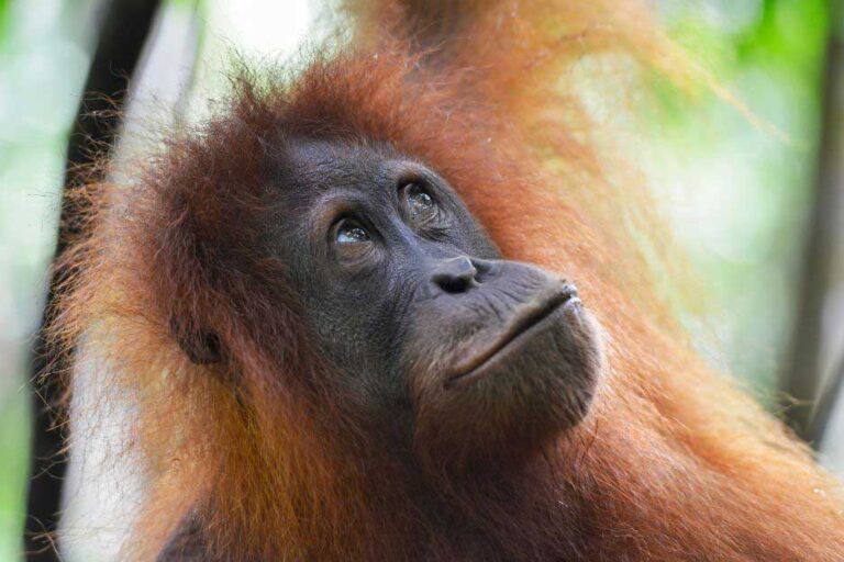 Bukit Lawang Jungle Trekking, Sumatra Orangutan Tour: How to See Bukit Lawang Orangutans