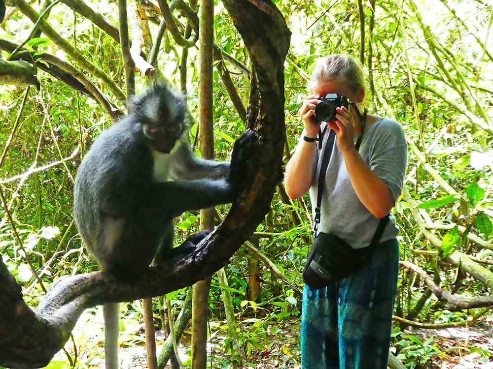 Bukit Lawang Jungle Trekking, Sumatra Orangutan Tour: How to See Bukit Lawang Orangutans 7 A woman captures a photo of a nearby monkey in Bukit Lawang, Sumatra.