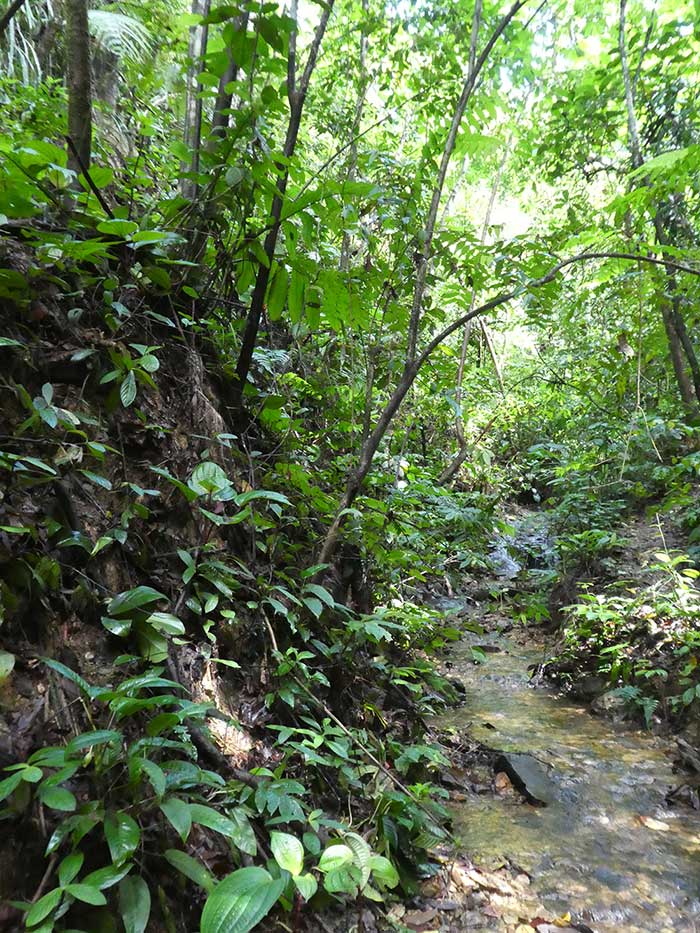 Bukit Lawang Jungle Trekking, Sumatra Orangutan Tour: How to See Bukit Lawang Orangutans 9 The Small streams we were following during the sumatra Orangutan Trek