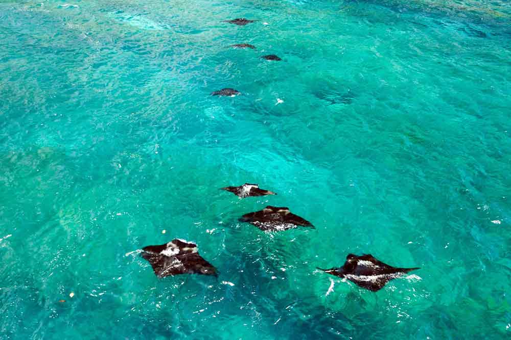 Experience Manta Rays in Bali: Diving Manta Point Nusa Penida 8 Experience Manta Rays in Bali: Diving Manta Point Nusa Penida 8