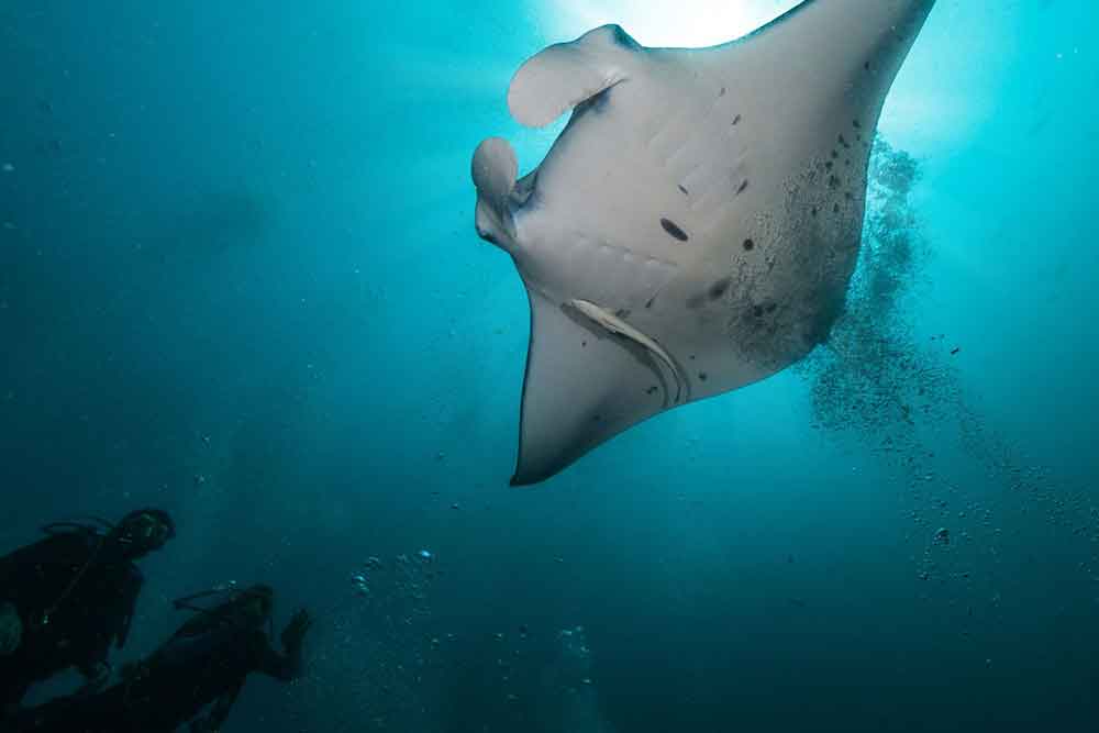 Wildlife Travel 3 Wildlife Travel 2