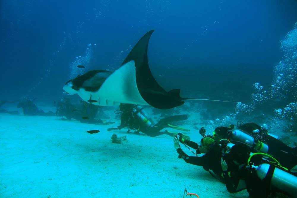 Experience Manta Rays in Bali: Diving Manta Point Nusa Penida 5 Experience Manta Rays in Bali: Diving Manta Point Nusa Penida 5