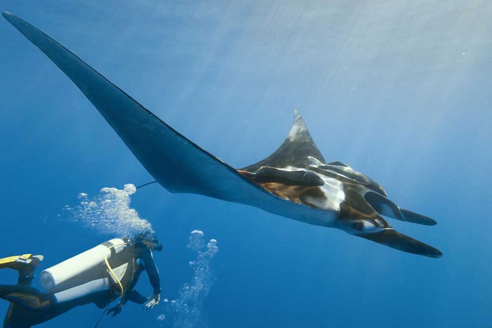 Experience Manta Rays in Bali: Diving Manta Point Nusa Penida 2 Experience Manta Rays in Bali: Diving Manta Point Nusa Penida 2
