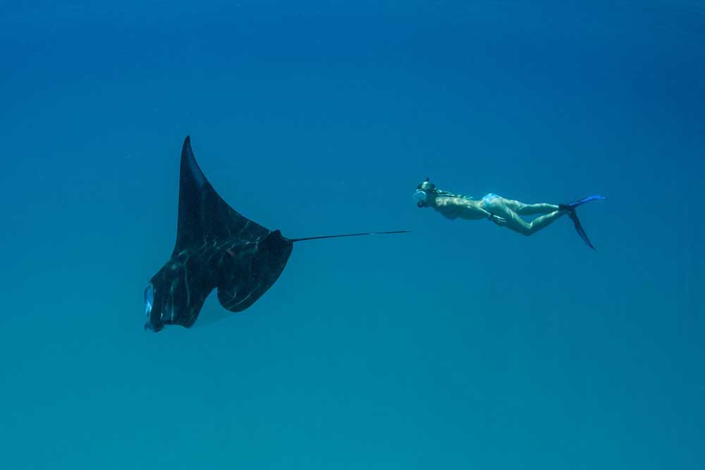 Experience Manta Rays in Bali: Diving Manta Point Nusa Penida 7 Experience Manta Rays in Bali: Diving Manta Point Nusa Penida 7
