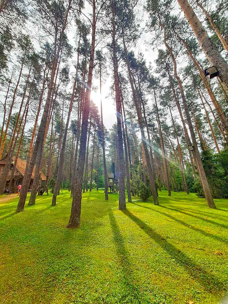 sun shining through pine forests near SPA VILNIUS Druskininkai. The ground is covered in vibrant green moss.