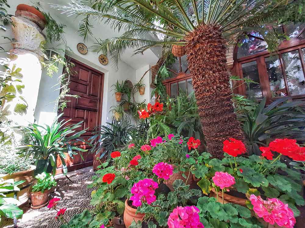 The Best Cordoba in One Day Itinerary 14 A patio decorated with plants and small palm trees in Cordoba as part of the Fiesta de los Patios.
