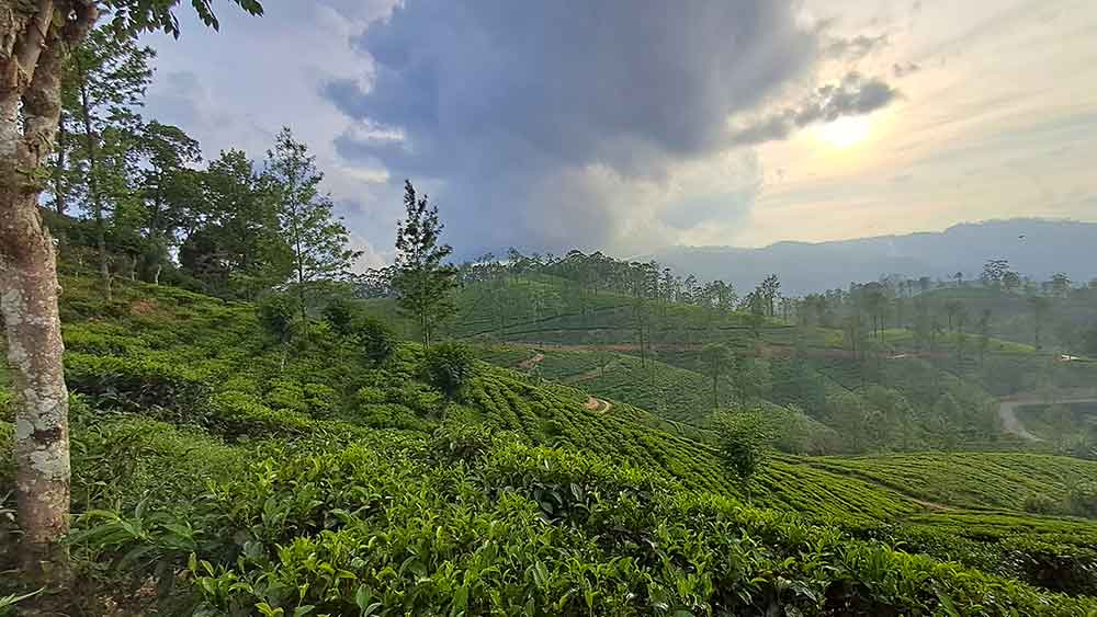 Is Sri Lanka Worth Visiting? 10+ Great Reasons to Visit Sri Lanka 12 Demodara Tea Estate at Sunset with hills of tea bushes and the sunset in sky. There are grey clouds in front of half of the sun.