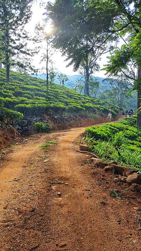 A small dirt road passing through tea plantations. 