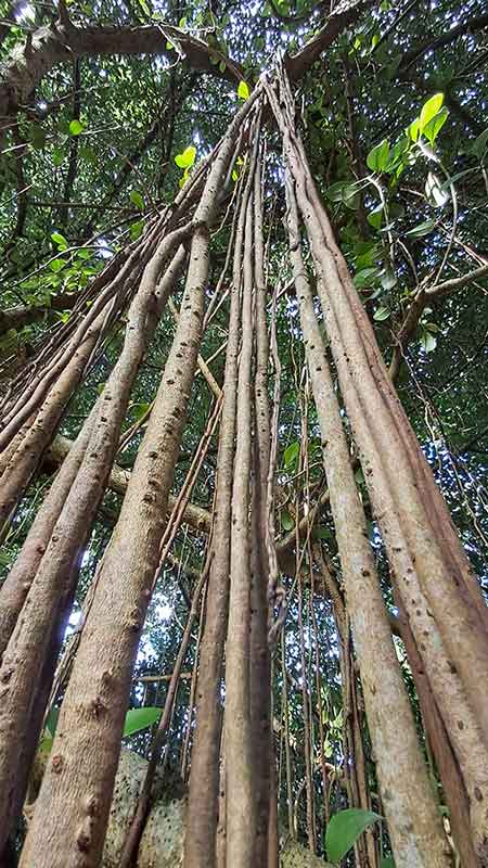 Vines hanging from trees in the jungle.