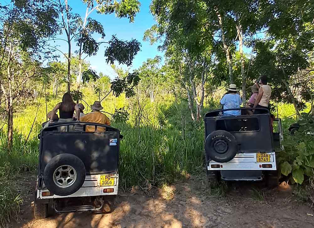 Two safari jeeps parked side by side in the jungle with people watching wildlife.