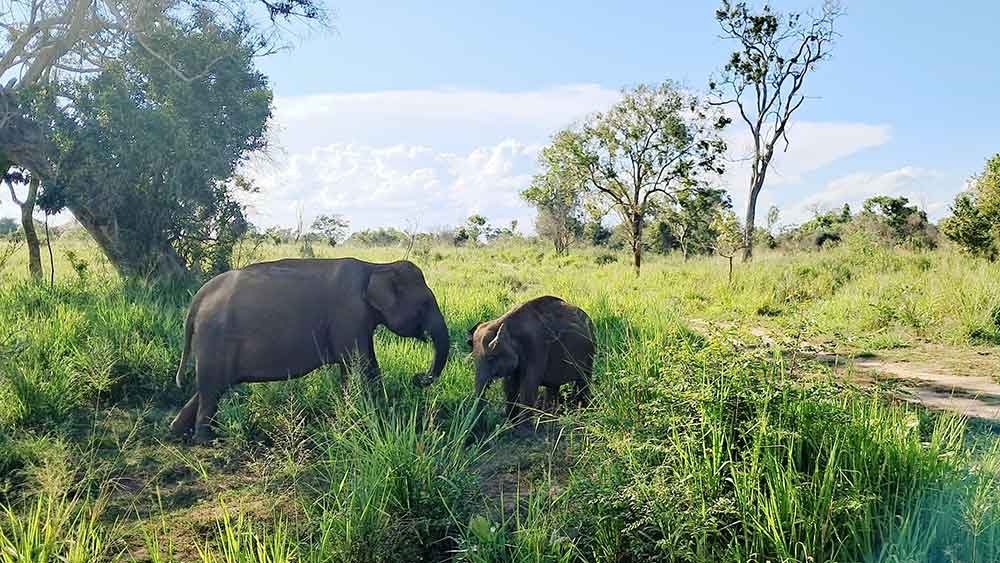 Two Sri Lankan Elephants - a mother and a calf stood in the shade of a tree. Joining a safari is one of one of the best ways to see elepahnts in Sri Lanka. 