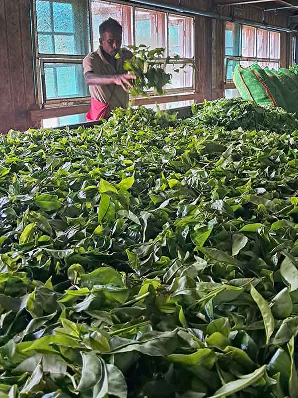A man aerating the plucked leaves in the tea factory.