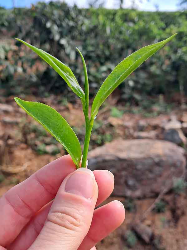 The top leaves and bud of the tea