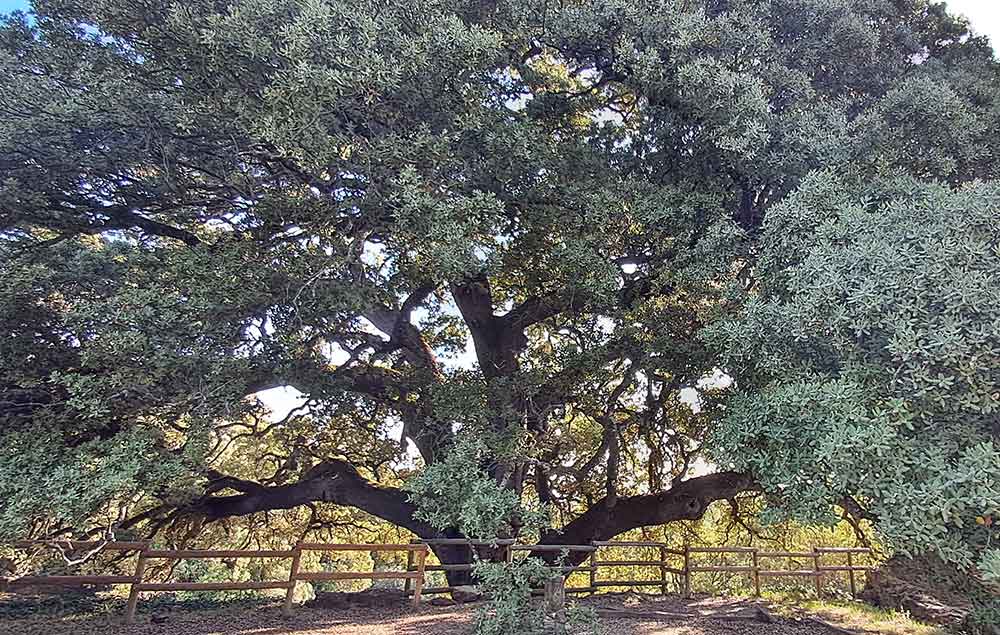 The enormous 1000-year-old Lecina’s Holm Oak awarded the "Best Tree in Europe".
