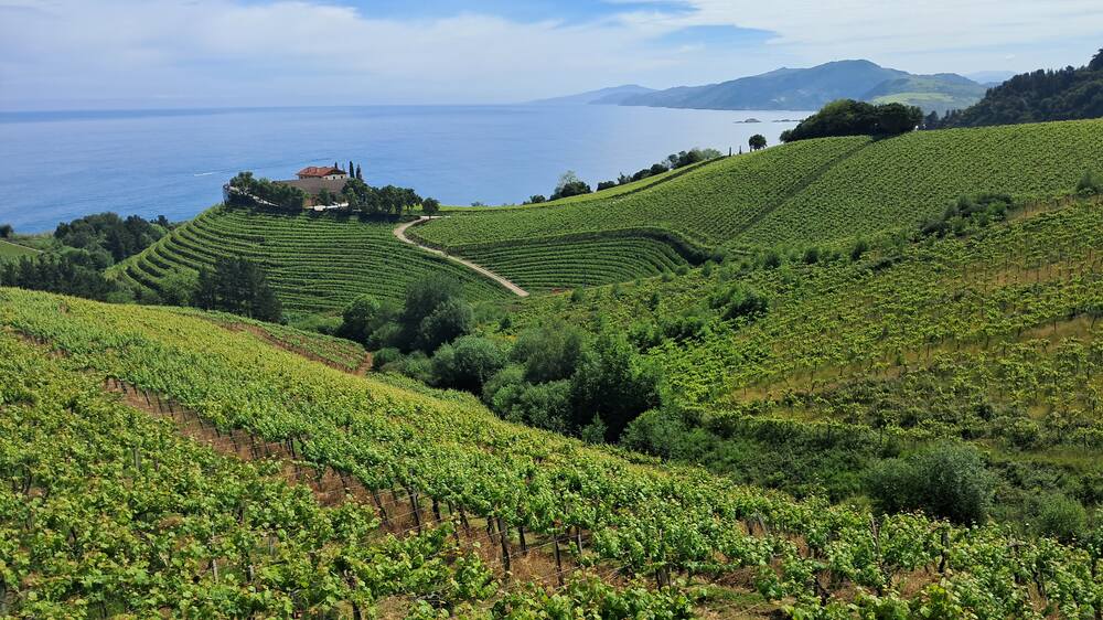 Rolling green vineyards leading to the sea at Bodegas Ameztoi, illustrating the regional wine heritage and gastronomy that plays a big part in what San Sebastian is renowned for.