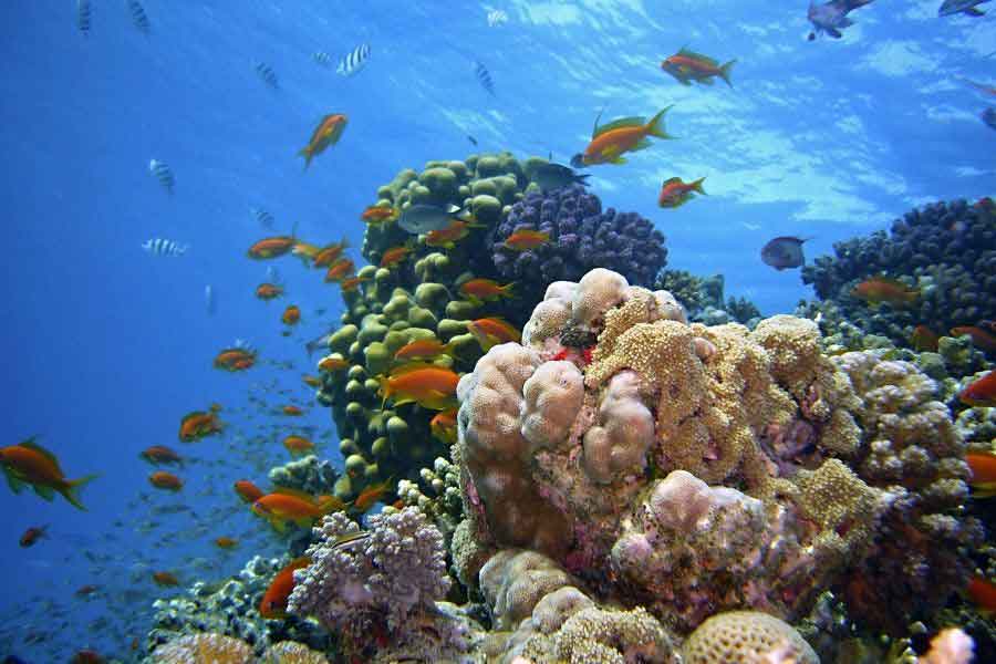 Colourful coral reef teeming with tropical fish in the Great Barrier Reef, Australia, one of the most breathtaking dream destinations for scuba divers and nature enthusiasts.