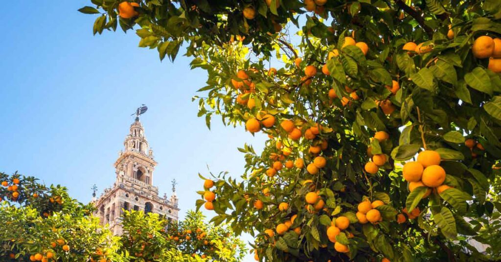 Is it worth spending Christmas in Seville? Seville at Christmas with the Giralda Tower framed by bright orange trees under a clear winter sky, capturing the city’s festive yet peaceful atmosphere during the holiday season.
