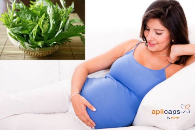 Bà bầu có ăn được ngải cứu không