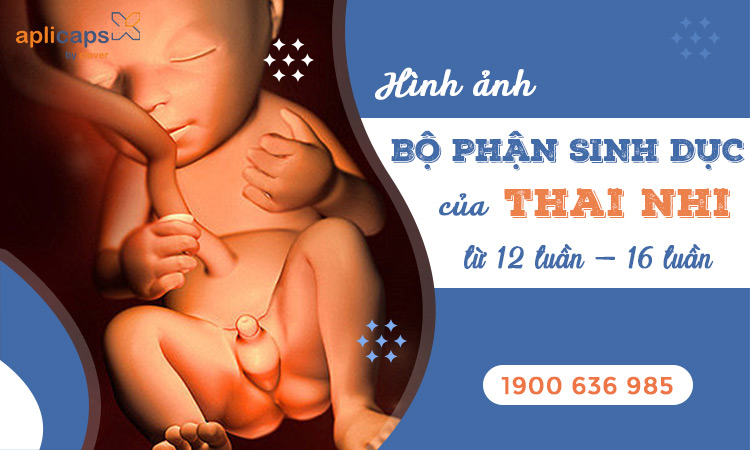 hình ảnh bộ phận sinh dục thai nhi