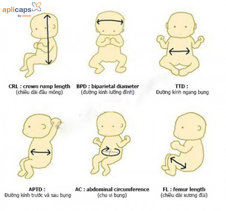cách đo các chỉ số thai nhi theo tuần