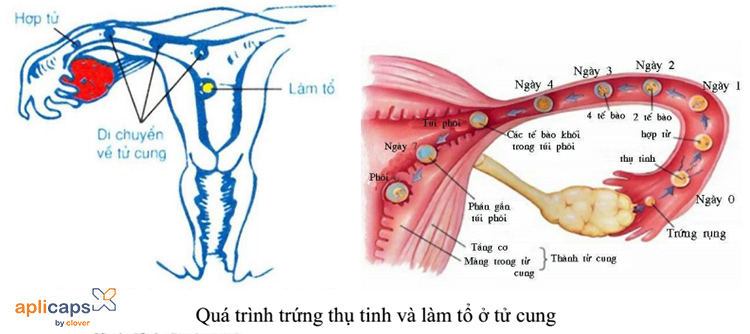 Trứng trống không có yolksac