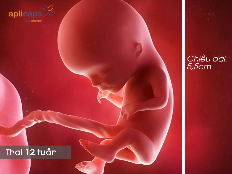 chiều dài đầu mông thai 12 tuần là 5,5cm