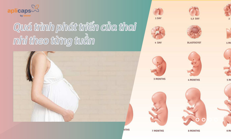 Quá trình phát triển của thai nhi theo từng tuần