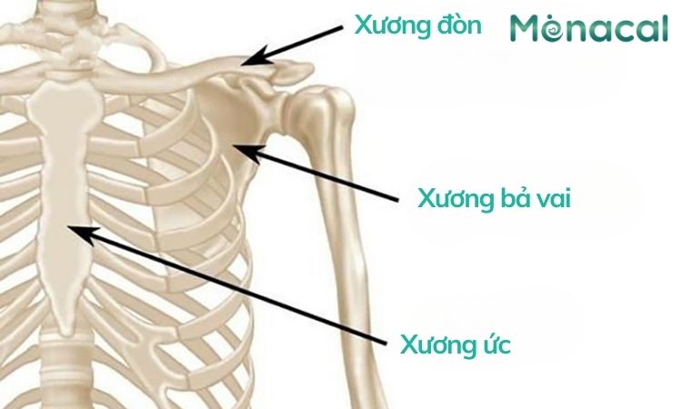 Vị trí xương đòn trong cơ thể