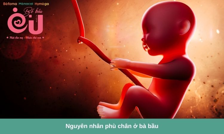 Thai nhi càng phát triển càng tạo áp lực lớn hơn lên tĩnh mạch chi dưới của mẹ bầu.