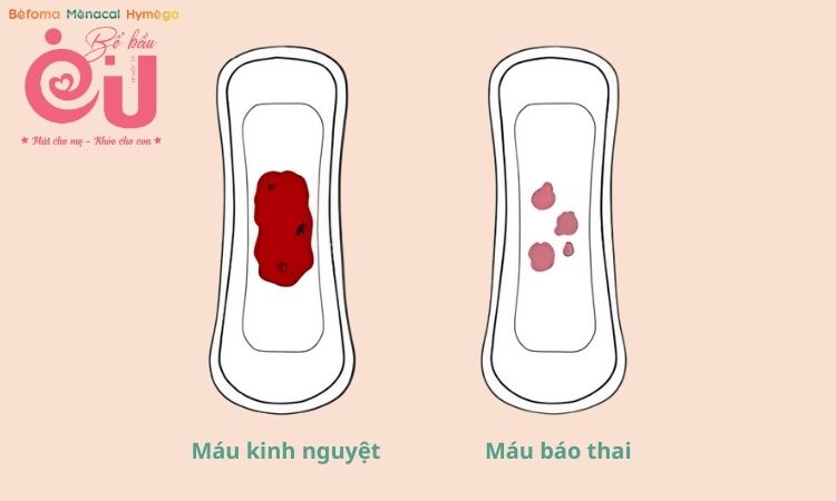 Máu báo thai và máu kinh nguyệt có nhiều đặc điểm khác nhau. 