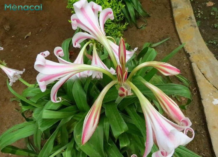Sử dụng trinh nữ hoàng cung giúp làm chậm sự lan rộng của các ổ lạc nội mạc