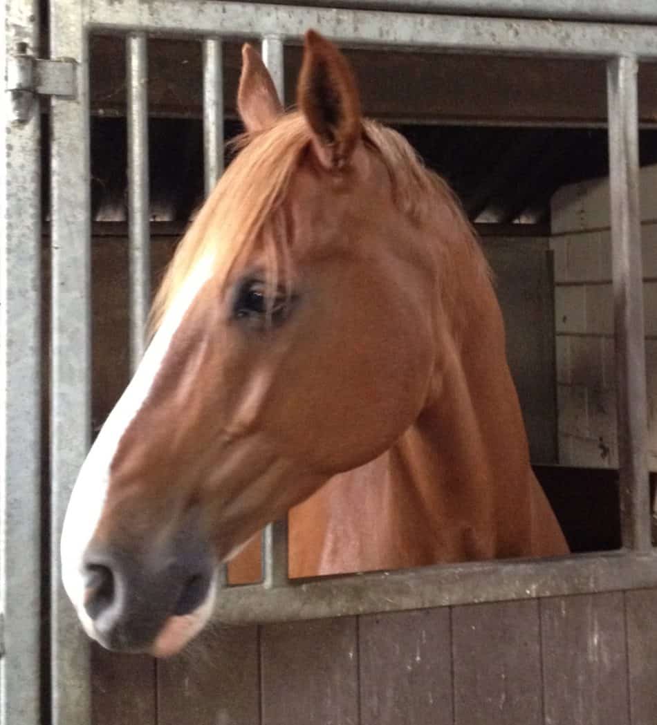 Hoe mijn paard het bewijs leverde